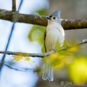 04  DQ594C-Tufted-Titmouse.jpg